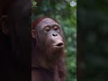 Did You Know Orangutans Make This Sound? #animals #orangutans
