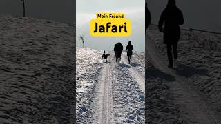 Hund und Pferd! Folgt mir🥹 #bordercollie #dogshorts #disability #horse #horseriding #amazinghazel