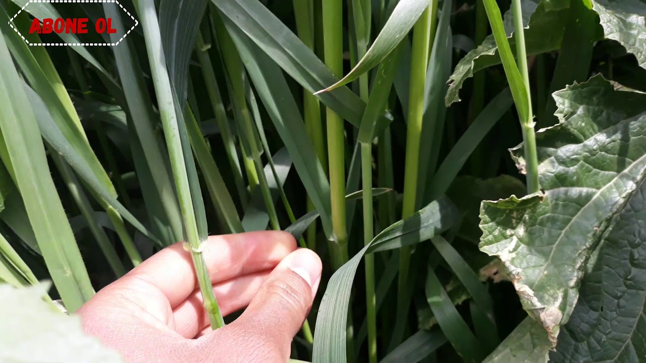 Buğday ile yulafın farkı nelerdir?