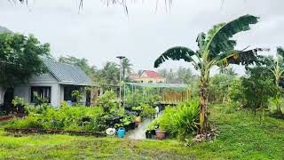 Rain in front of the vegetable garden