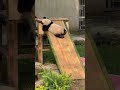 Panda Qiying: Slides are so much fun - I could play on them all day! 🐼
