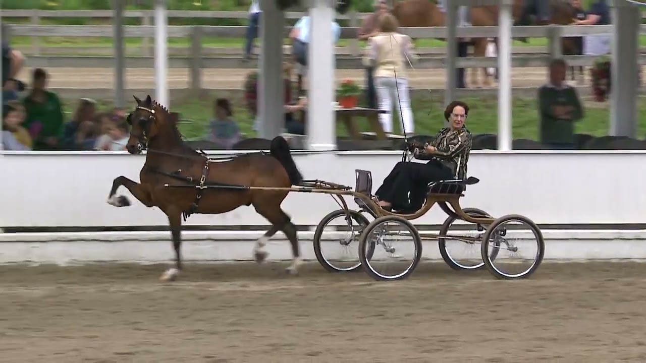2022 Blowing Rock Charity Horse Show Cl 105 Mighty Man Denise Trethaway