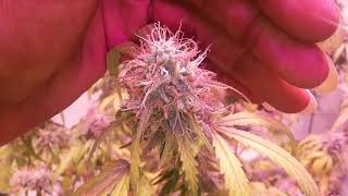 Dirtysouth getting better every #Grow 😎👌