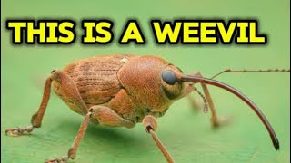 What is this bug?!? #bugs #crazy #nature #informational #weirdbug Net Worth