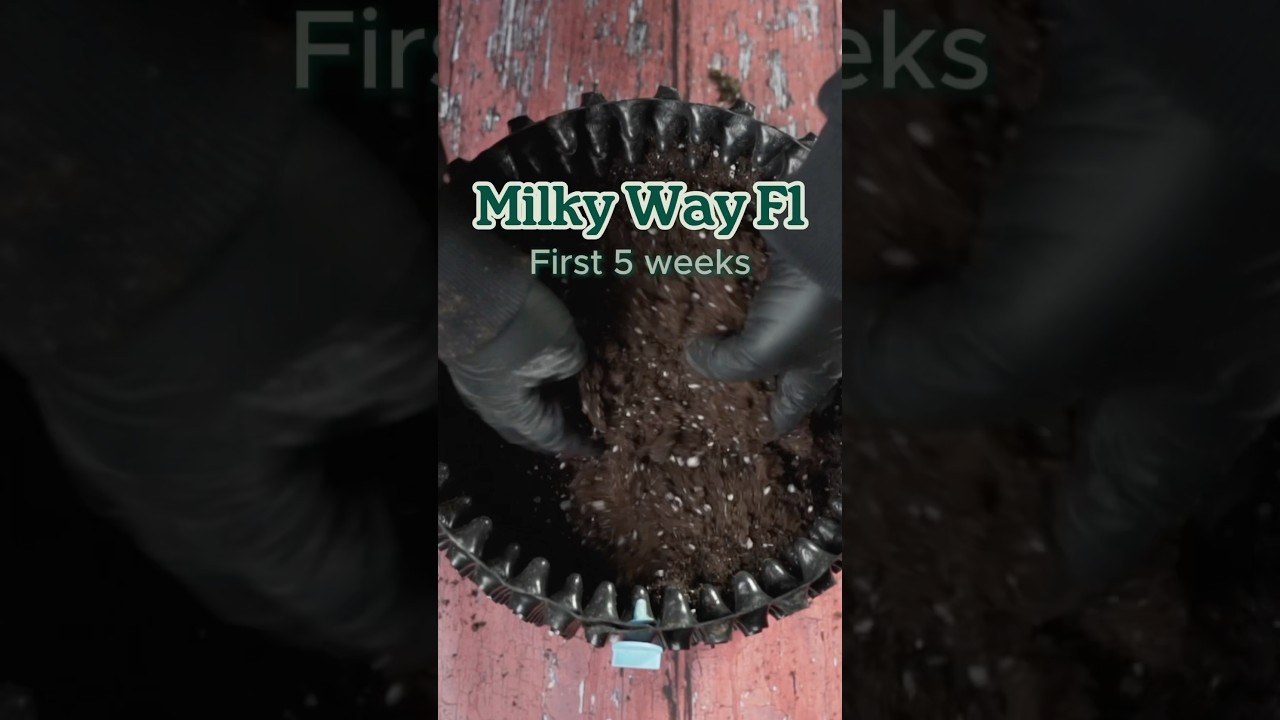 Royal Queen Seeds’ Milky Way F1 [First Weeks 🌱]