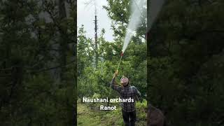Naushani orchards Ranot. Petal fall spray 10/05/2026