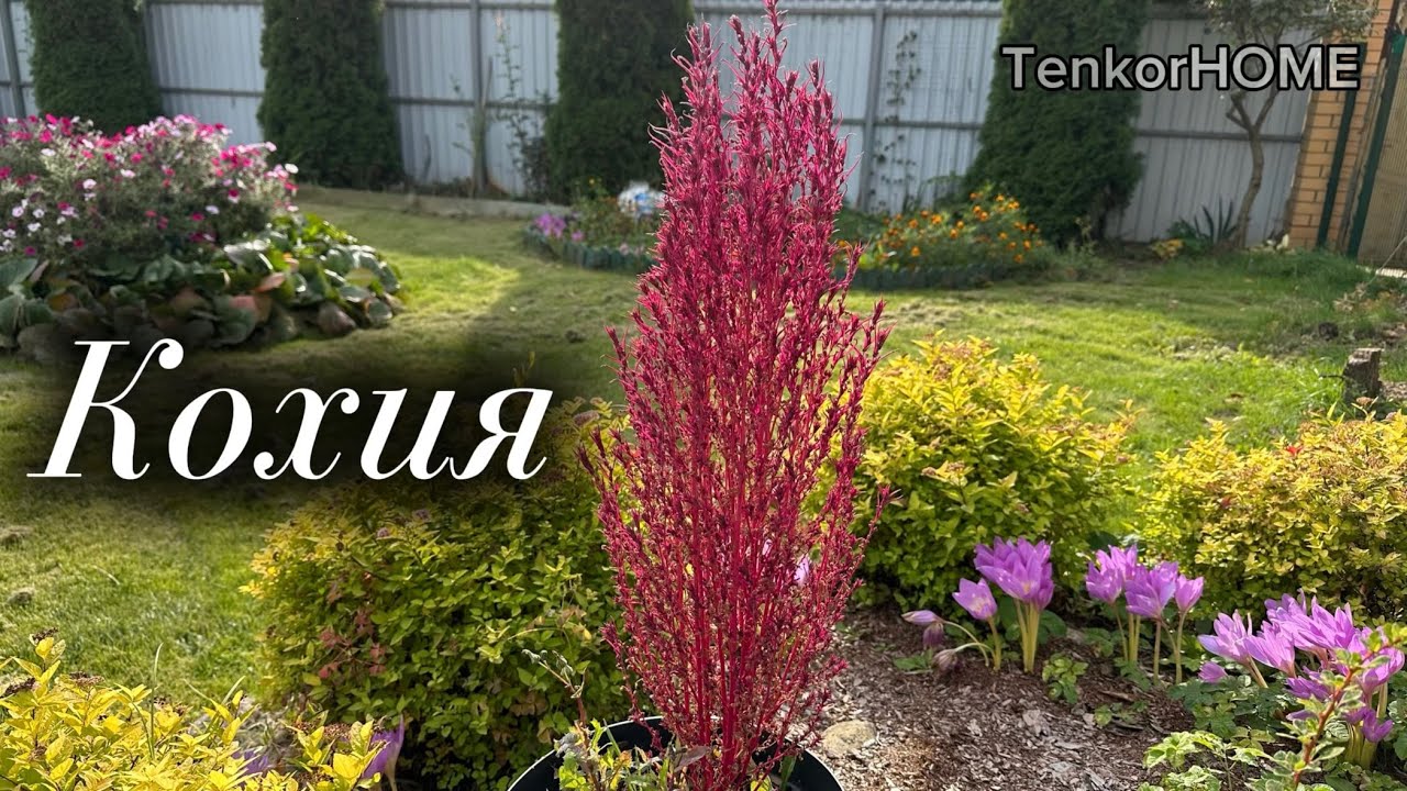 Кохия. Описание, уход 