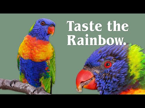 Rainbow Lorikeets by The Backyard Naturalist