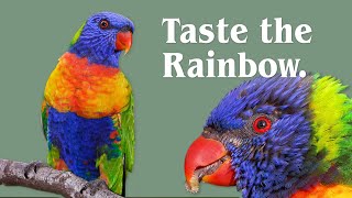 Rainbow Lorikeets  Everything You Never Knew (and Less!)