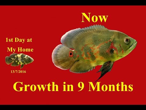 Oscar Fish Growth Chart