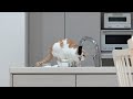 勝手に水道水を流して飲んでる器用すぎる猫がこちらですwのサムネイル