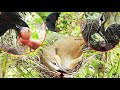 Bulbul Mother CRYS hiding in Nest | Story of bird in the Nest | Bird Eating bird | Attack FullVideo