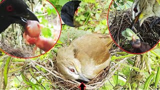 Bulbul Mother CRYS hiding in Nest | Story of bird in the Nest | Bird Eating bird | Attack FullVideo