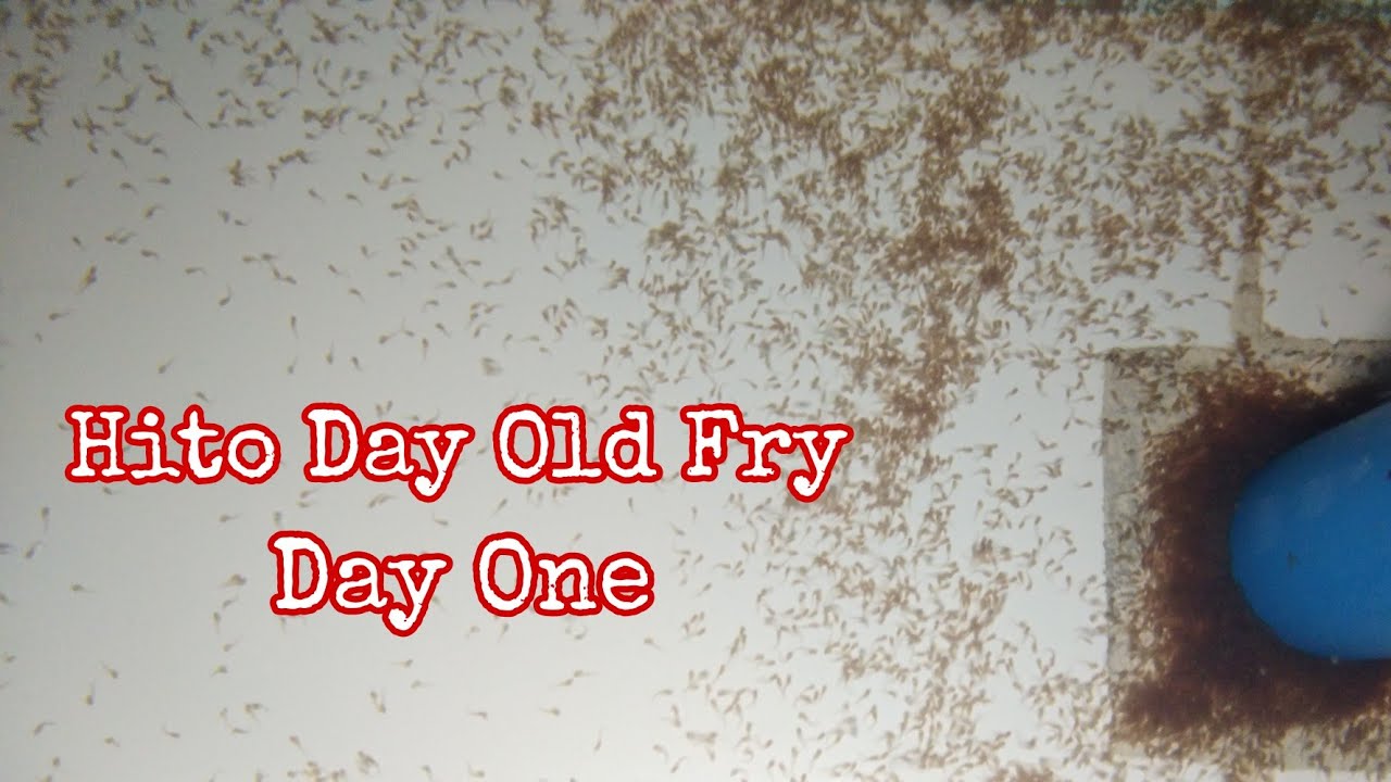 HITO DAY OLD FRY || DAY 1