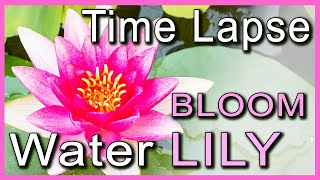 Water Lily Blooming Time Lapse