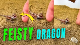 Feisty Baby Dragon Thinks It’s a Pit Bull