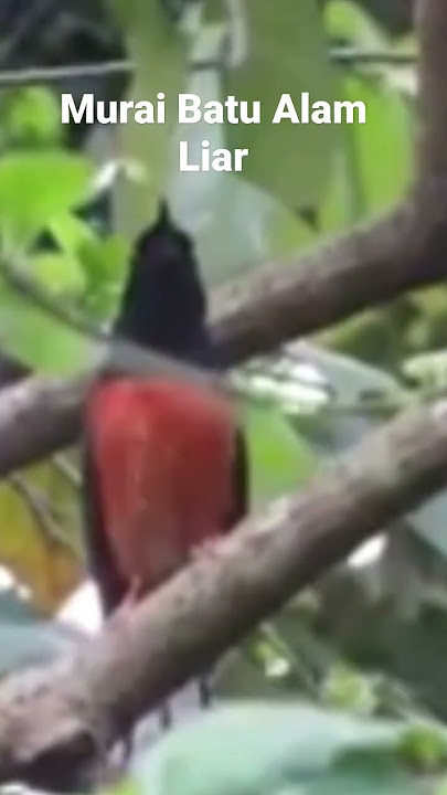 SUARA BURUNG MURAI BATU DI ALAM LIAR