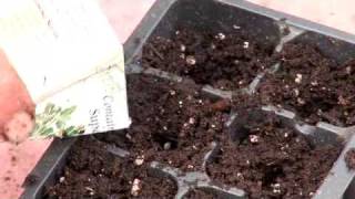 Vegetable Seed Starting