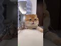 Chef Cat ruins video - Funny Entertainment 📢 Big Laugh!