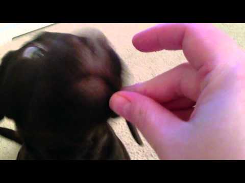 how-to-easily-teach-your-dog-to-bite-you-softly---puppy-training-in-seattle