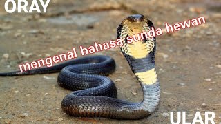Bahasa Sunda hewan ular 🐍 oray