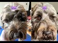 Tidy Up Dog Groom with £2 Scissors! (Tutorial from a Groomer)