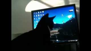 Cat chasing the mouse pointer