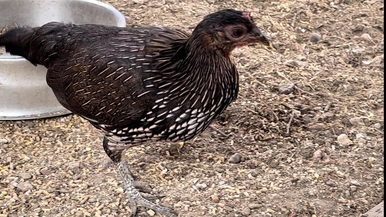 The Ceylon Hybrid Brood Pen YouTube