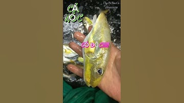 CÁ NÓC( GÀ BIỂN) CÓ ĐỘC!!!!!