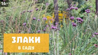 видео: Злаковые цветники | Декоративные злаки | Злаки в саду картинка: Злаковые цветники | Декоративные злаки | Злаки в саду
