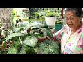 Mama rika garden  a story of plant junkies