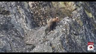 Un oso mata a una osa durante un intento de infanticidio y se alimenta de ella