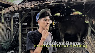 Download Lagu Sudah Tua..! Tapi pintar memilih indukan #kbbm  MP3