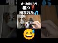 食べ物投げたら痛つ‼️噛まれた💦#面白い#面白#面白動画#面白い犬#おもしろ#おもしろい#おもしろ動画#パピヨン#犬#犬のいる暮らし#犬との暮らし#犬のいる生活#いぬ#いぬのいる生活#いぬのきもち