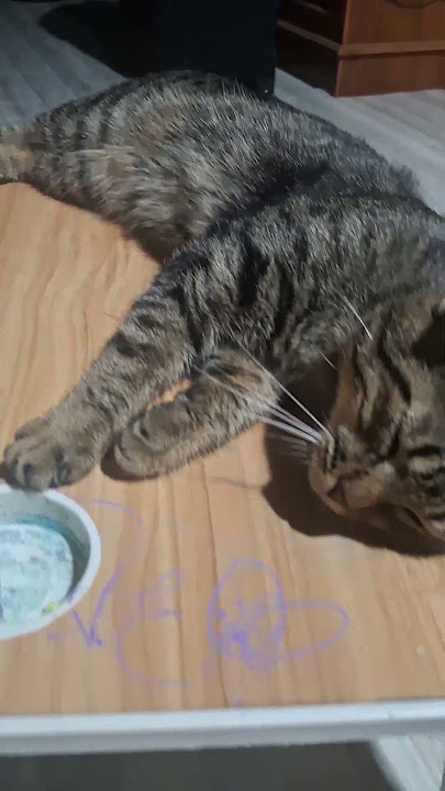 The cat is being spoiled #shortvideo #shortyoutube #shortviral #cat #cute