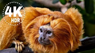 Amazon Wildlife 4K UHD | Jungle Animals &amp; Nature Sounds  from the Amazon Rainforest | Relaxing Film