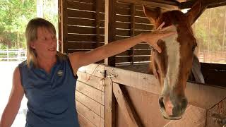 Horse color, markings and height