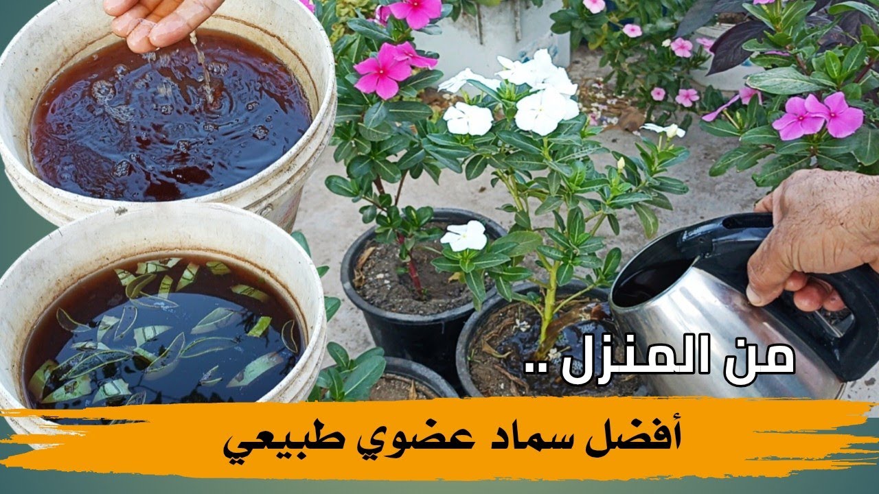 أفضل سماد عضوي طبيعي يمكنك تحضيره في المنزل