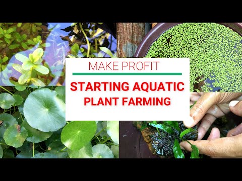 Starting Aquatic Plants Farm for Beginners| Easy to Grow and Care Aquatic Plants | Goldfish Update