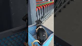 Мисливець За Ковбасою У Сільпо