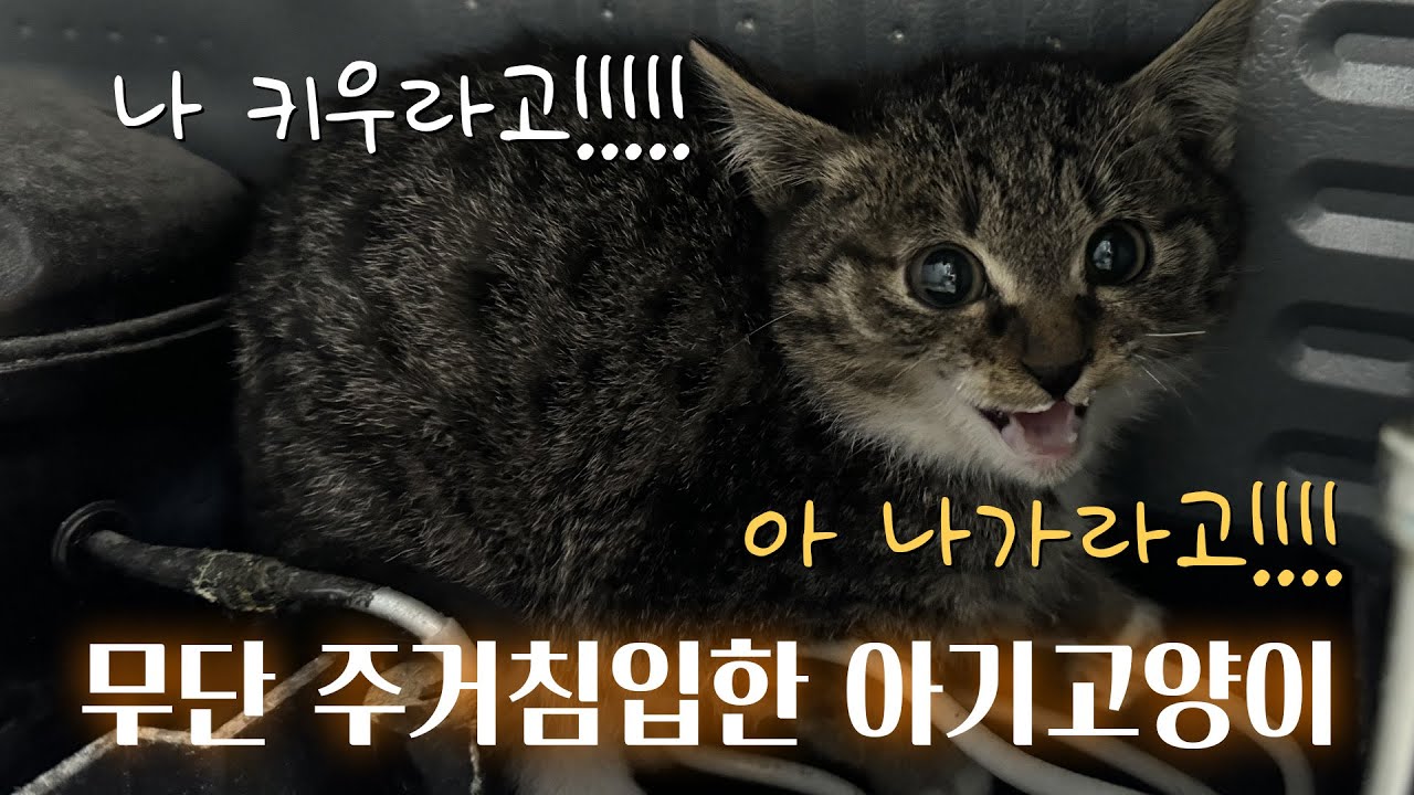 모르는 고양이가 집에 들어왔습니다...(간택? 냥줍?)