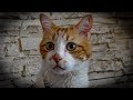 怪奇現象みたい！唸り声が聞こえ猫がベランダに逃げる！私を怖がる猫