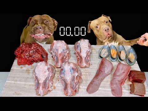 【犬のASMR】鶏の骨をボリボリ噛み砕くピットブルの咀嚼音