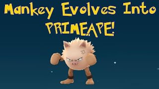 Evolving Mankey into Primeape in Pokémon GO! Fighting Pokémon Evolution