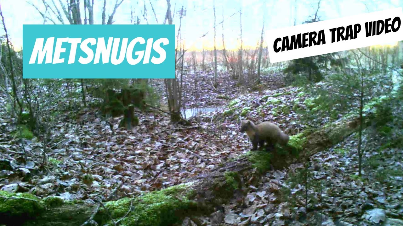Metsnugis (Martes martes; European pine marten)