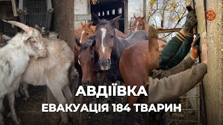 АВДІЇВКА | Наш Ноїв Ковчег | Евакуація 184 тварин