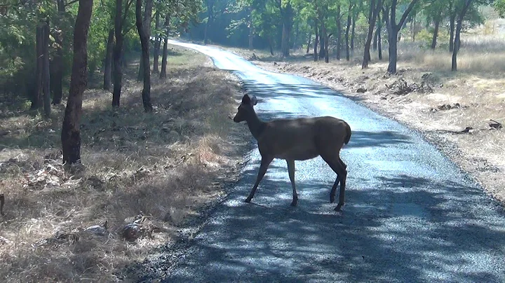 Tadoba - Sambar deer with fawn