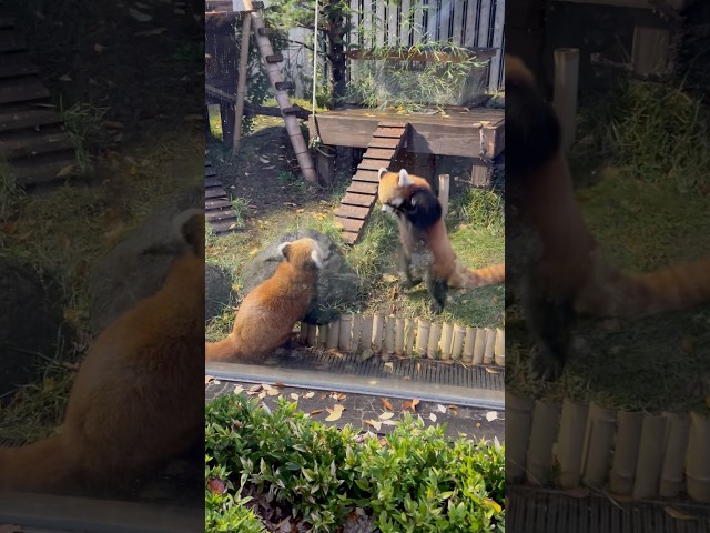 レッサーパンダが可愛い。
