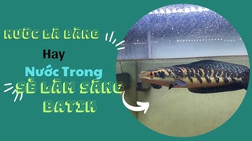 Đạt Thích Lóc : Muốn Có Batik cho Yellow , Nên Sử Dụng Nước Lá Bàng , Hay Nước Trong