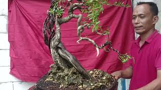 CHECK THE PRICE OF BONSAI SANTIGI IN THE 3RD LAND OF MAS IMAM.0813-3204-1168